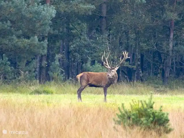 beautiful deer, within 1 mile of our house