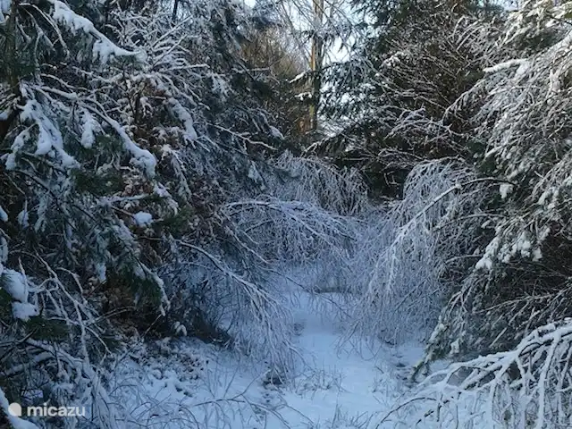 Le Coucou au Bospark de Vliegden | Pays-Bas, Gueldre, Emst (Epe) - chalet NEIGE 30 janvier 2015 si belle dans la forêt les branches pendent au-dessus du sentier pédestre elles sont si lourdes à cause de la glace