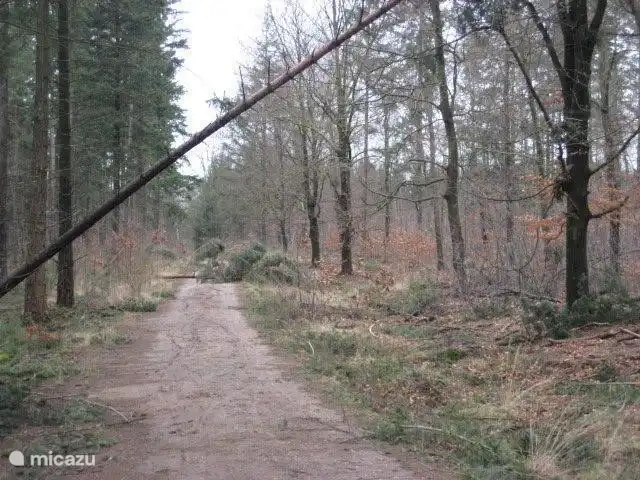 Le Coucou au Bospark de Vliegden | Pays-Bas, Gueldre, Emst (Epe) - chalet Belle nature, juste à côté
Voici à quoi ressemblait la forêt après une forte tempête qu'ils ont passé des années à nettoyer