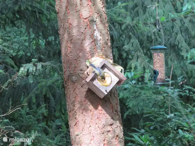 Le Coucou au Bospark de Vliegden | Pays-Bas, Gueldre, Emst (Epe) - chalet Une mésange sur le beurre de cacahuète