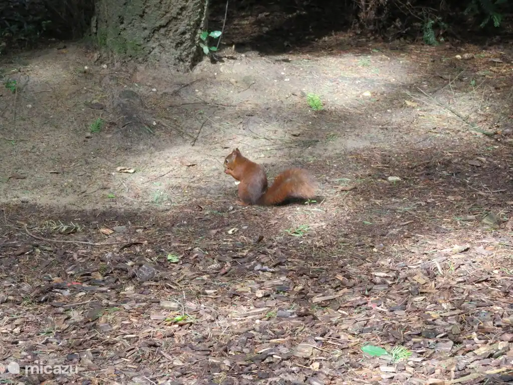 Squirrel to the peanuts