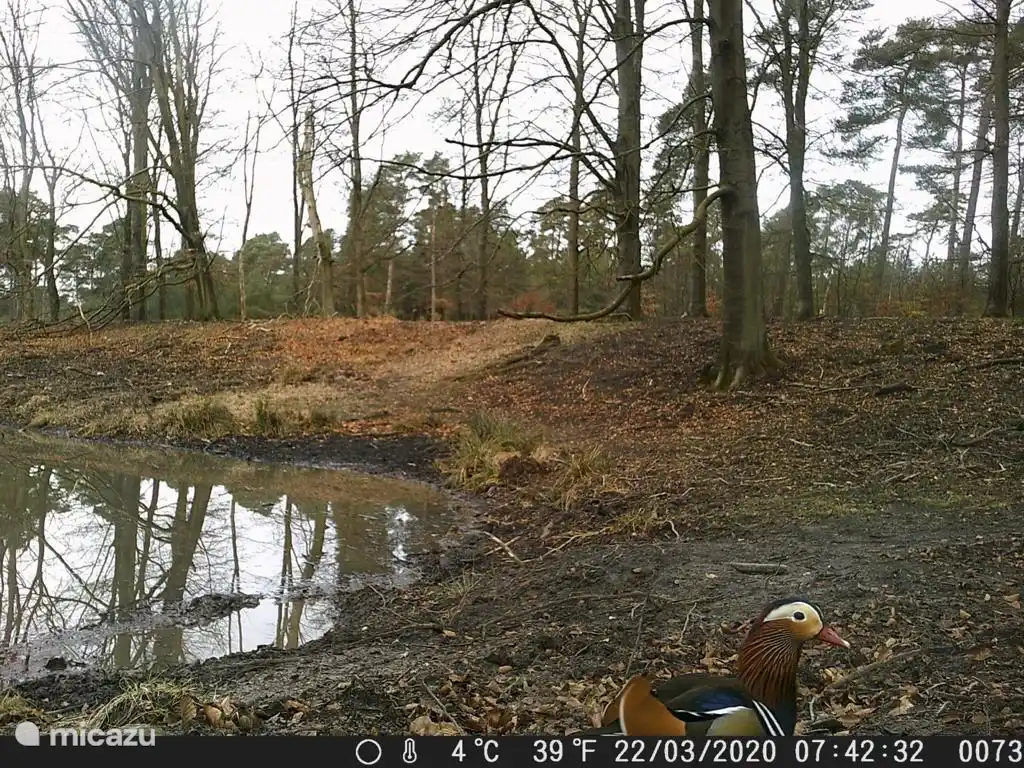 In the middle of the forest a small stream where after sunset the boars and deer come to drink.