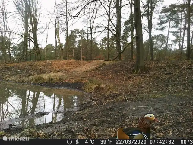 Le Coucou au Bospark de Vliegden | Pays-Bas, Gueldre, Emst (Epe) - chalet Au milieu de la forêt se trouve un petit ruisseau où les cochons et les cerfs viennent s'abreuver après le coucher du soleil.