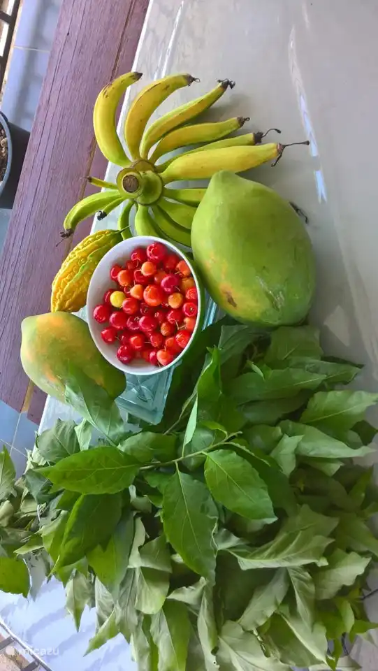Bita Wiwirie, Green Banana, Cherry, Papaya.