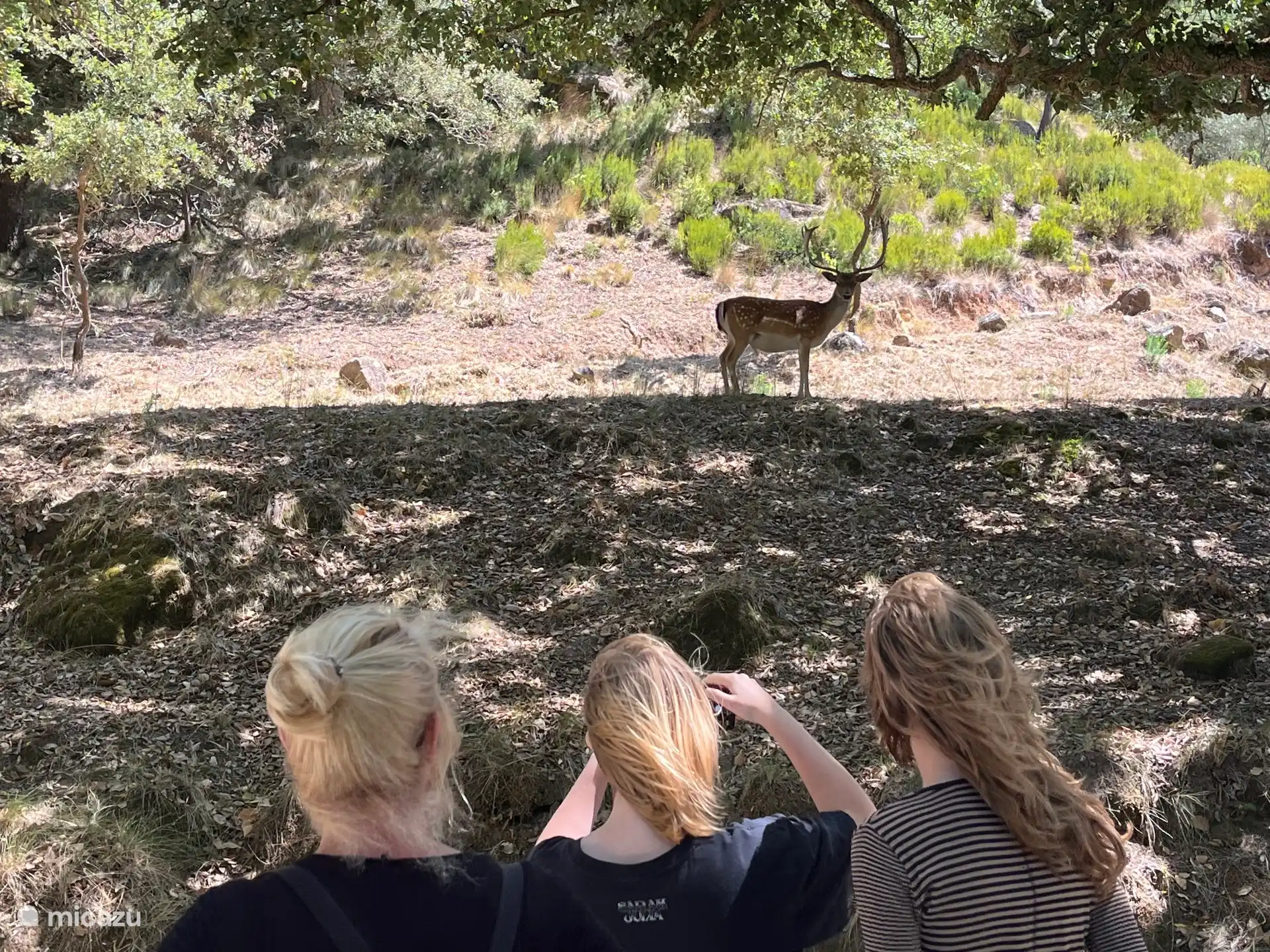 Wild spotten in Tapada de Mafra