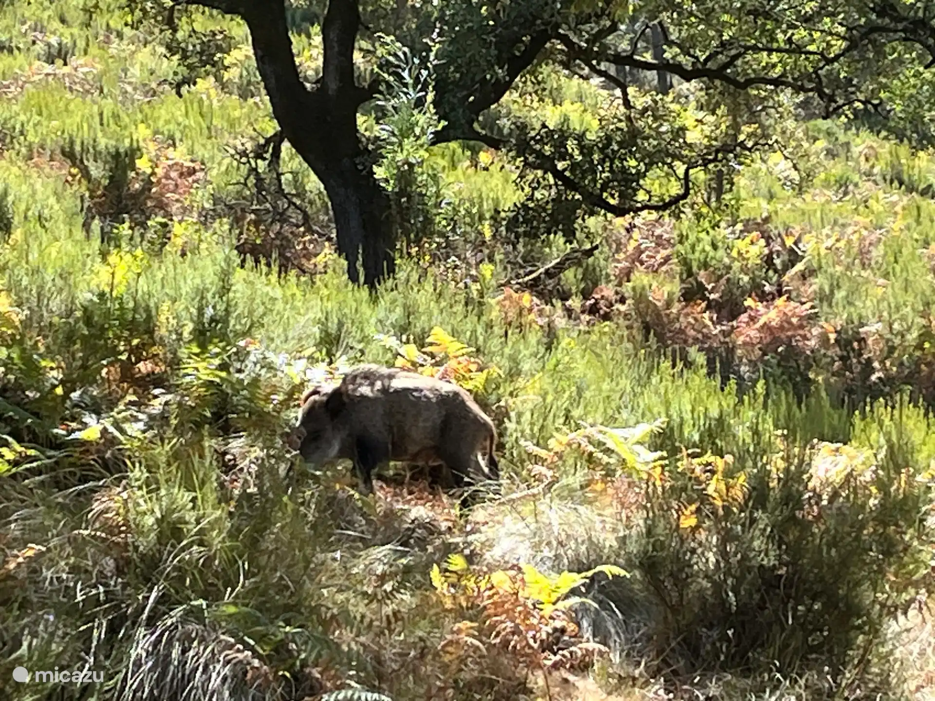 Wild spotten in Tapada de Mafra