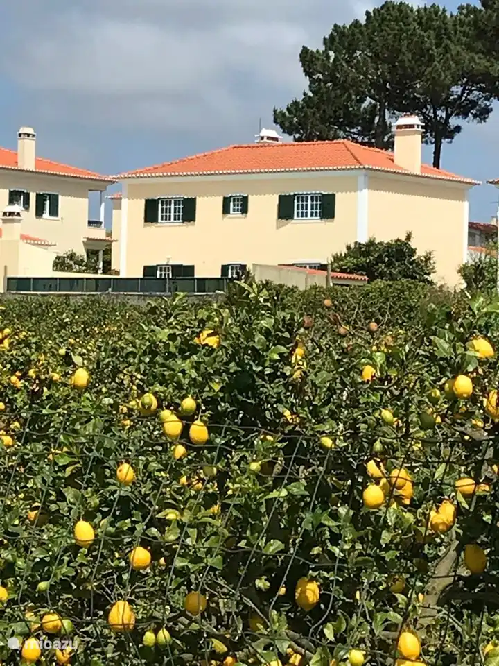 Die Villa liegt auf den Zitronenfeldern