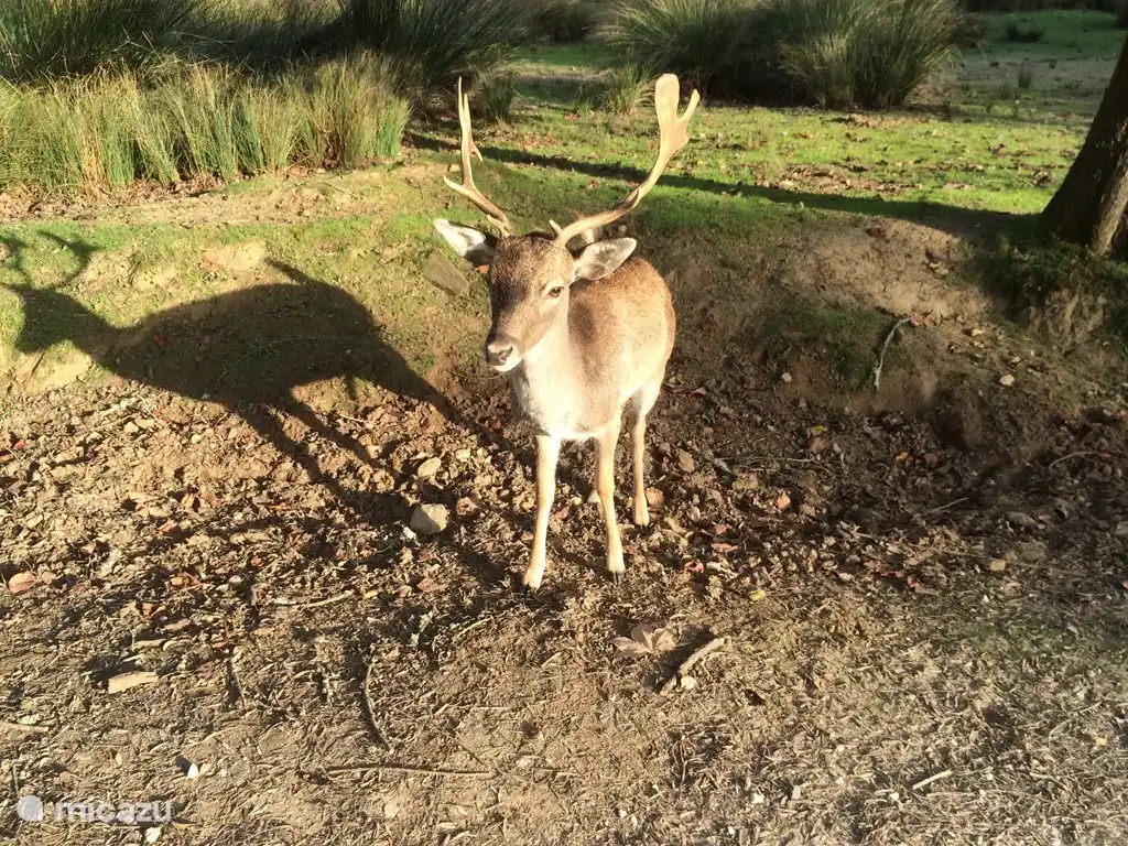 Tapada, ein schöner Park in der Nähe von Villa dos Limoeiros.