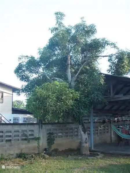 Wir haben mehrere Mangobäume im Garten. Wenn Sie Glück haben die Mango Saison und iss dein Bauch herum!