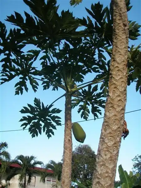 Unsere Papaya-Baum.