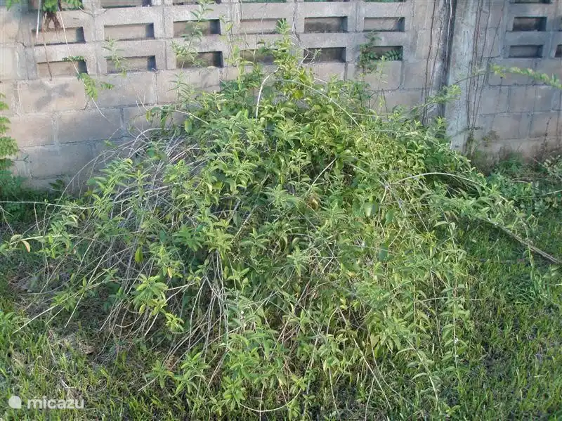 Unsere eigenen Tee Busch im Garten.