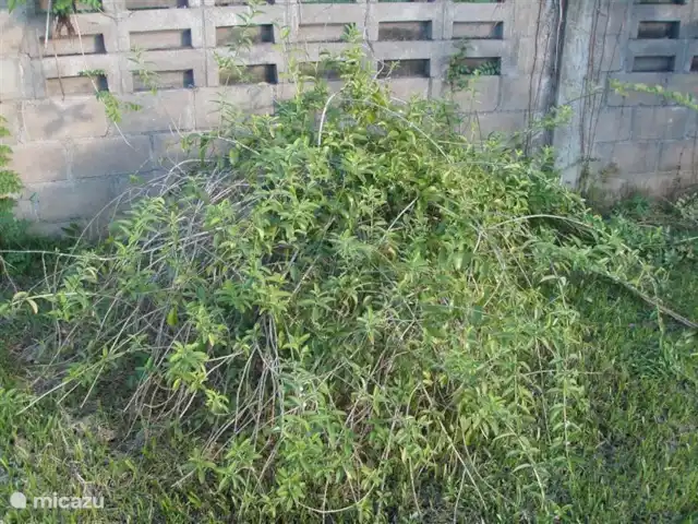 villa en Surinam, Paramaribo, Paramaribo – Oso Noemí Nuestro propio arbusto de té en el jardín.