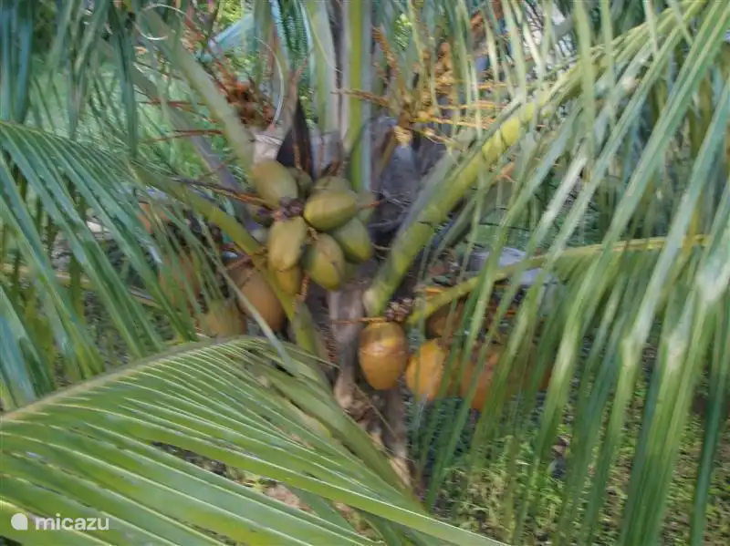 Wir haben mehrere Kokospalmen. Sie brauchen nur zu wählen und schmecken!