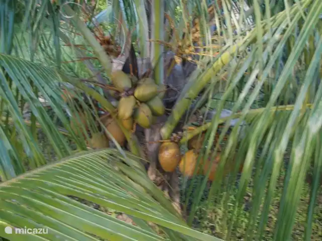 villa en Surinam, Paramaribo, Paramaribo – Oso Noemí Tenemos varios cocoteros. ¡Solo tienes que elegir y probar!