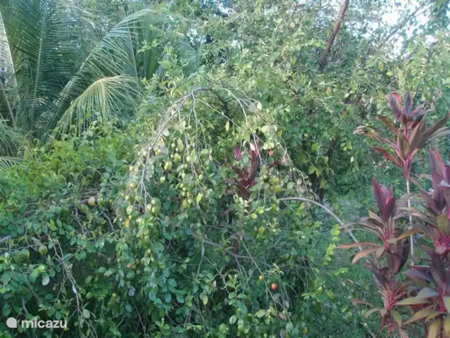 villa en Surinam, Paramaribo, Paramaribo – Oso Noemí Las aceitunas surinamesas saben diferente a las europeas, ¡pero son igual de sabrosas!