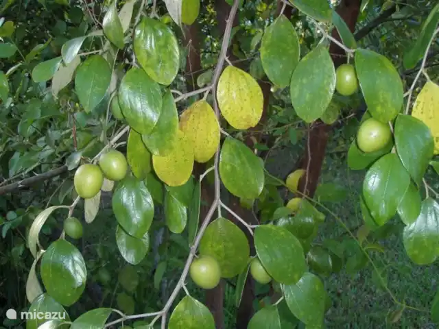 villa en Surinam, Paramaribo, Paramaribo – Oso Noemí Aceitunas surinamesas.