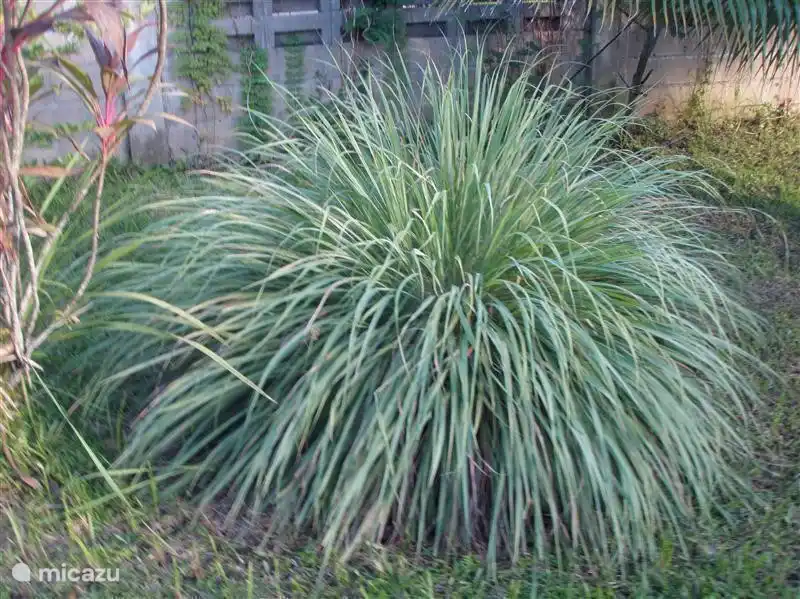 Lemongrass genug, um Sie zu kochen.