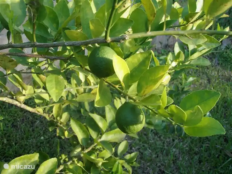 Köstliche Kalk (Kalk) in den Garten, um Cocktails zu mixen.