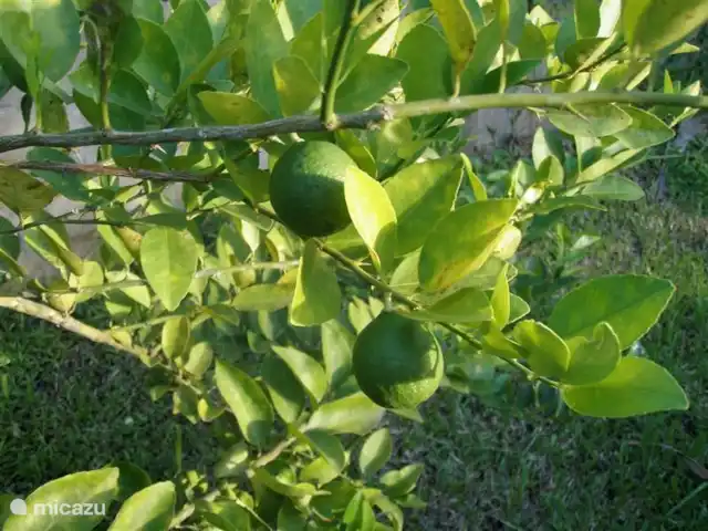 villa en Surinam, Paramaribo, Paramaribo – Oso Noemí Deliciosos limones (lima) en el jardín para mezclar cócteles.