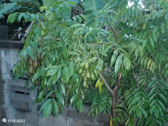villa en Surinam, Paramaribo, Paramaribo – Oso Noemí Las manzanas estrella crecen en el árbol y están esperando que usted las recoja y las coma.