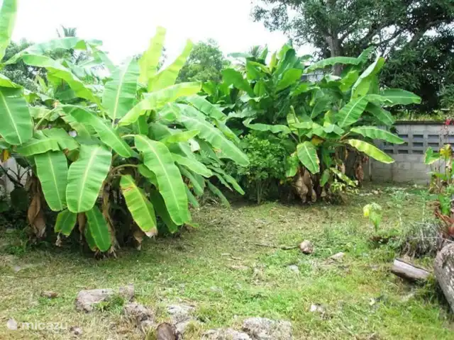 villa en Surinam, Paramaribo, Paramaribo – Oso Noemí En la parte trasera de nuestra parcela están nuestros plataneros.