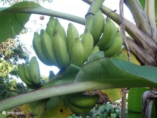villa en Surinam, Paramaribo, Paramaribo – Oso Noemí Plátanos en nuestro árbol en el jardín. Son tuyos si estás allí en la temporada adecuada. ¡Son deliciosos!