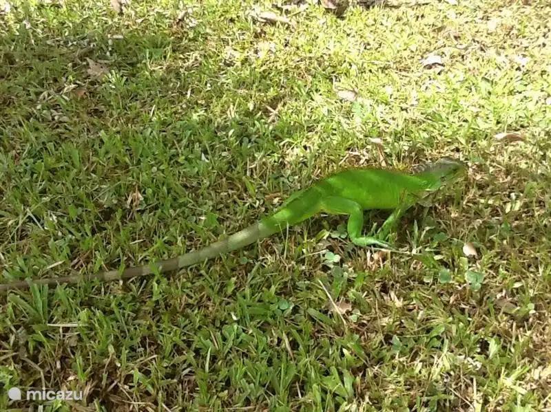 Diese iguana genießen Sie unsere schönen Garten.