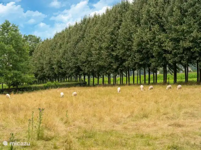 Koetshuis `t Geyn - Landgoed Noorden | Pays-Bas, Gueldre, Deil - maison de vacances Jardin