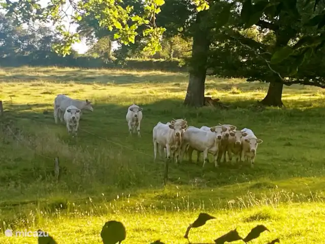 Location vacances Hirondelle Rustique | France, Nièvre, Anlezy - maison de vacances Bovins charolais