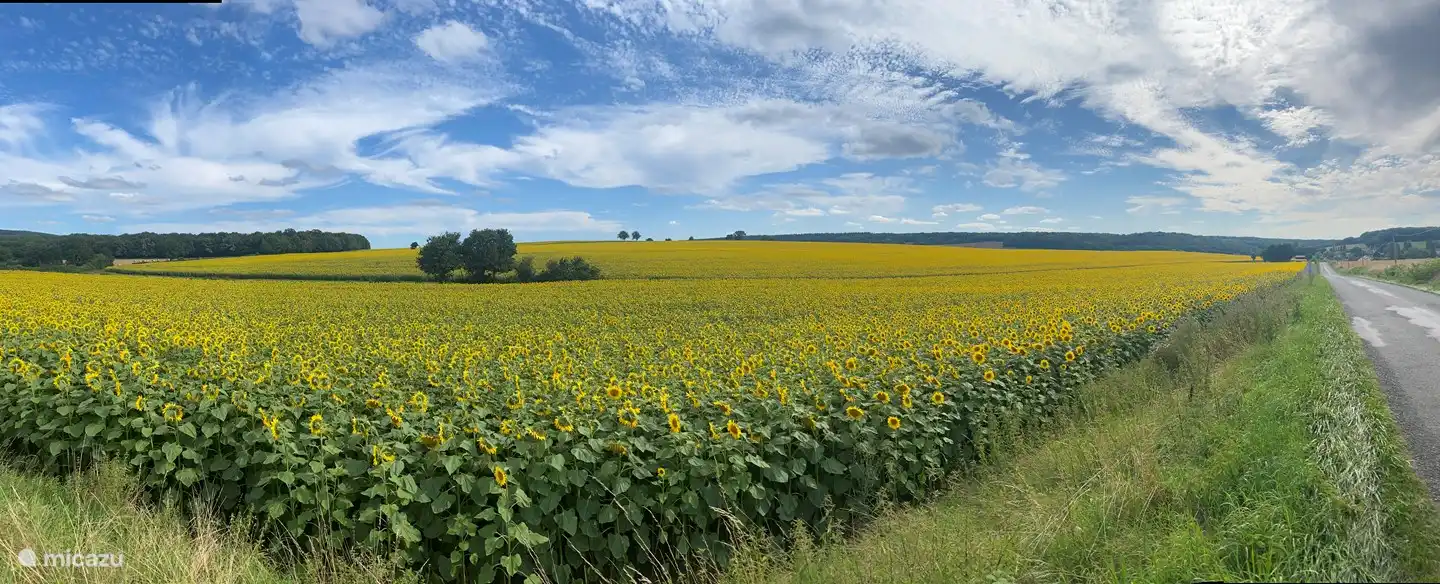 Sonnenblumenfelder in der Umgebung