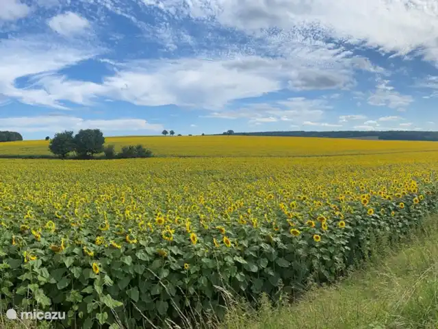 Location vacances Hirondelle Rustique | France, Nièvre, Anlezy - maison de vacances Champs de tournesol dans la région