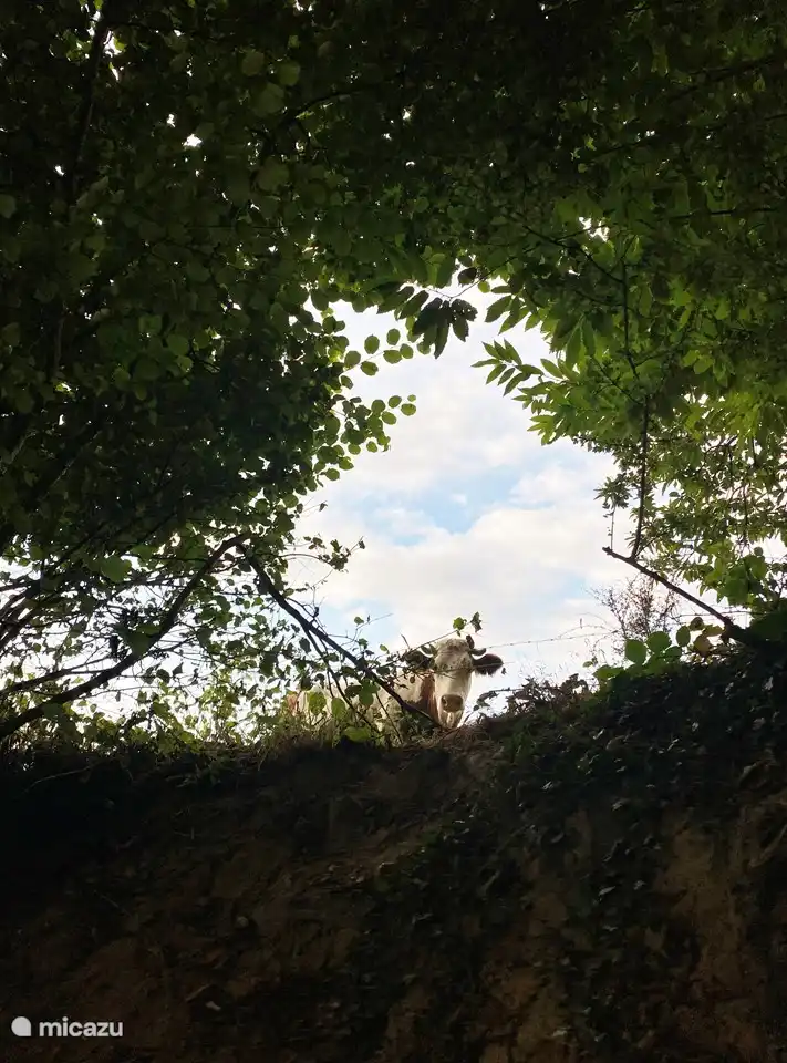 Unser Charolais-Nachbar