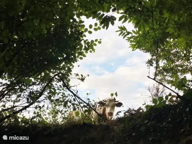 Location vacances Hirondelle Rustique | France, Nièvre, Anlezy - maison de vacances Notre voisin charolais