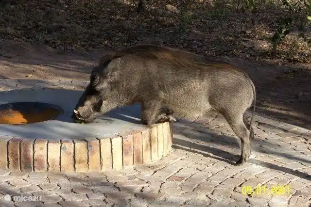 whartog arrodillado en el área braai