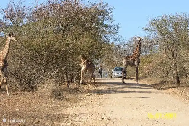 jirafas en la calle en Marloth Park