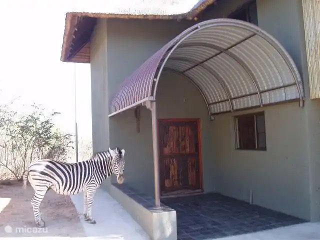 Zebra se acerca al Nido de Zebra. Prácticas cotidianas, pero sigue siendo hermosa.