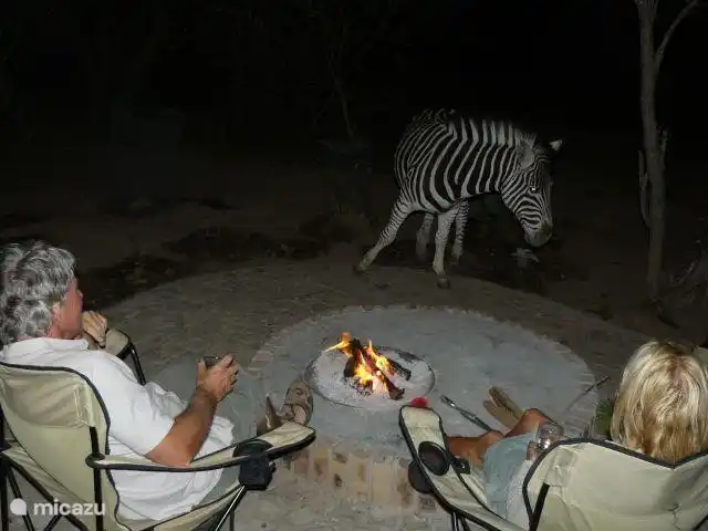 ¡Braai y las cebras están mirando!