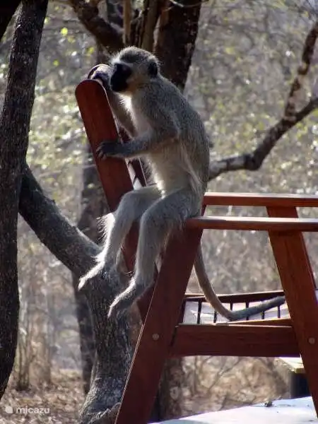 monos azules visitan el nido de cebra