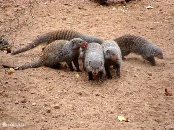 Siempre divertido: Mangosta en Zebra's Nest