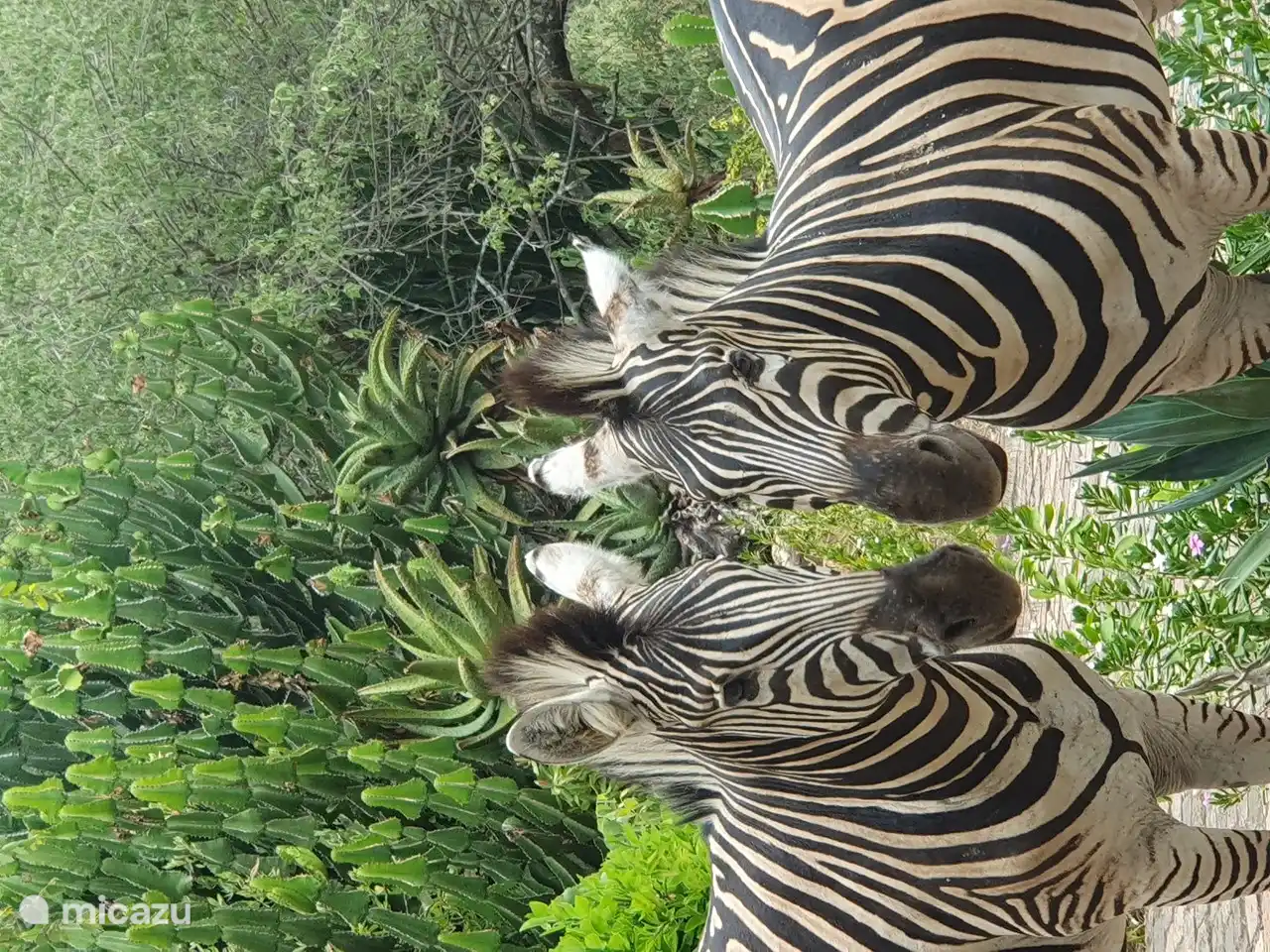 Las cebras son visitantes habituales de Zebra's Nest.