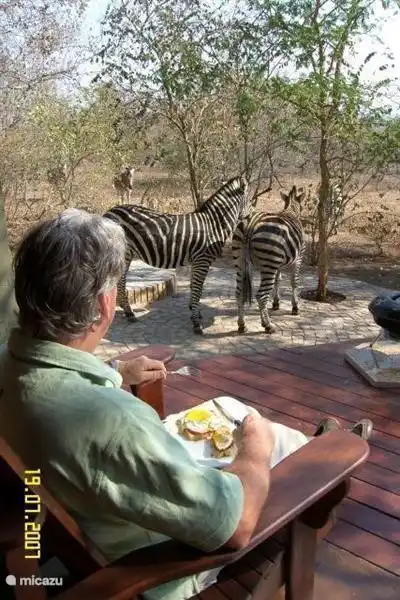 Cebras en Zebra's Nest durante el desayuno.