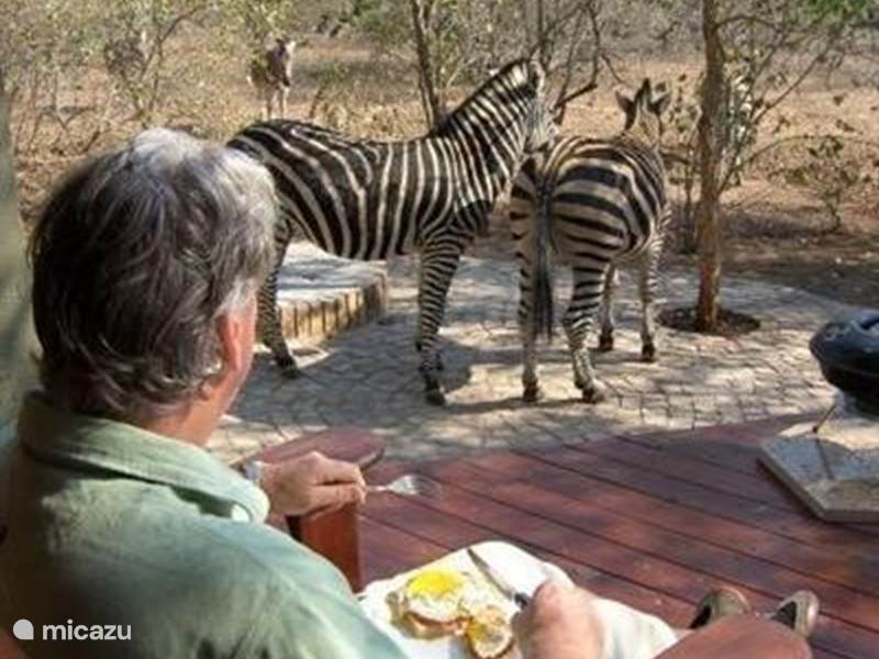 Holiday home in South Africa, Mpumalanga, Marloth Park Holiday house Zebra's Nest House Kruger Park