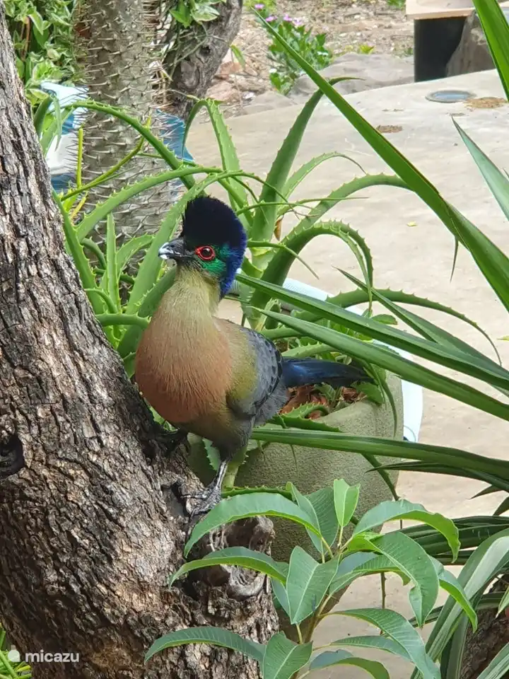 El turaco de cresta púrpura a menudo visita Zebra's Nest
