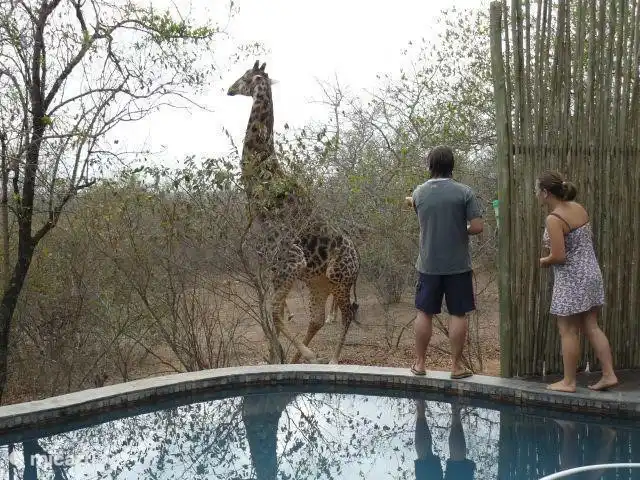 Sigue siendo especial cuando de repente hay jirafas por la casa. Tan cerca. Hermoso verdad?