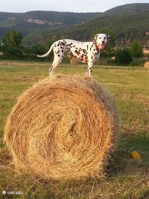 Enough space next to the house to walk the dog.