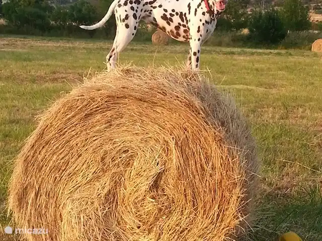 Les Dix Étoiles ¡Zona muy tranquila! en Francia, Hérault, La Tour-sur-Orb - villa Suficiente espacio al lado de la casa para pasear al perro.