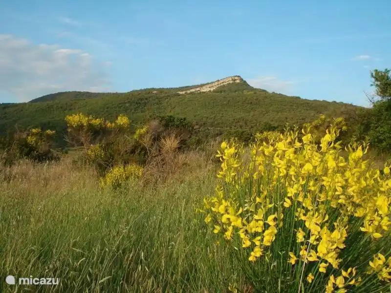 Our mountain, on which we watch from the terrace, from the bedrooms and conservatory ...... and from the pool!
Beautiful scenery in May, when the gorse flowers, what a great combination with the wild orchids next house. Then the nature at its best.