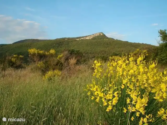 Les Dix Étoiles ¡Zona muy tranquila! en Francia, Hérault, La Tour-sur-Orb - villa Nuestra montaña, a la que miramos desde la terraza, desde los dormitorios y la terraza acristalada...... y desde la piscina!!
Hermosa naturaleza en mayo, cuando florece la aulaga, qué combinación tan estupenda con las orquídeas silvestres de al lado. Entonces la naturaleza está en su mejor momento.