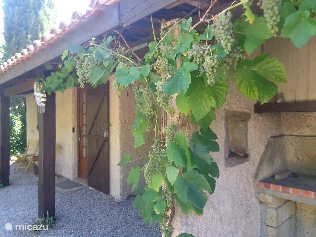 Candy is allowed from the grapes, just like from the figs, the blackberries and the persimmons. Guest house entrance on the left.