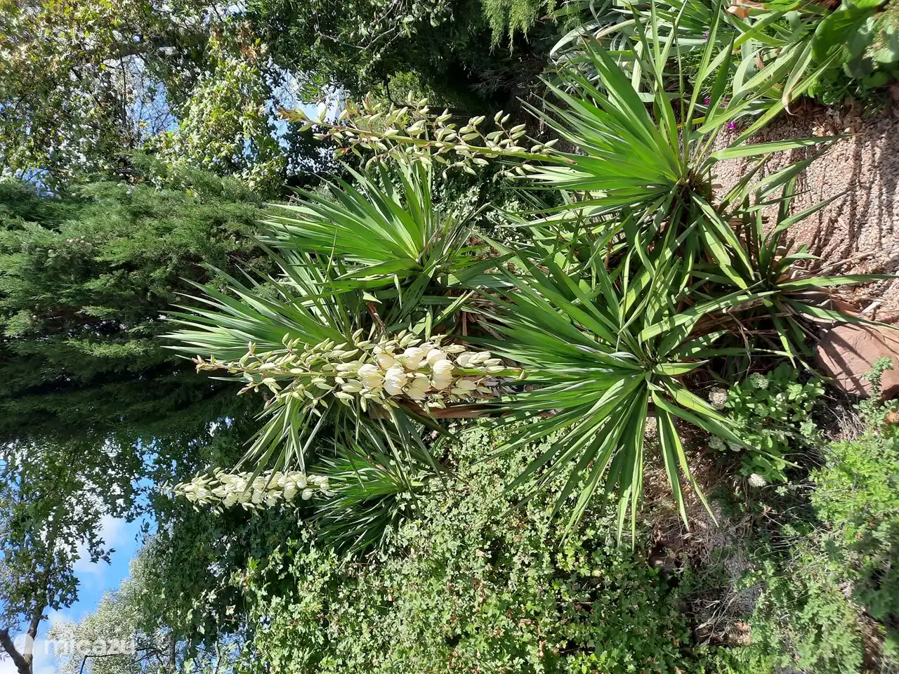 In September the Yuccas bloom in the garden.